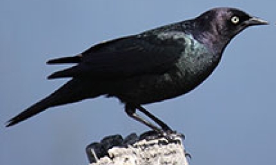 a brewer's blackbird stands on a fence post