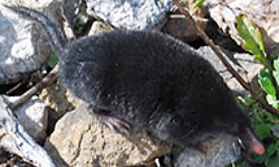 a broad-footed mole