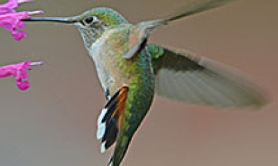 feeding hummingbirds in the pacific northwest