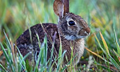 A brush rabbit