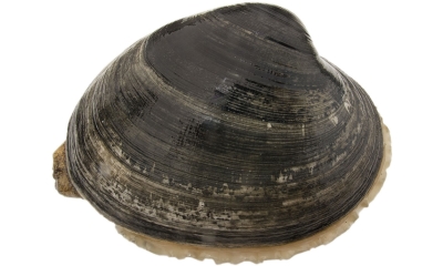 a butter clam