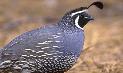 mountain quail eggs