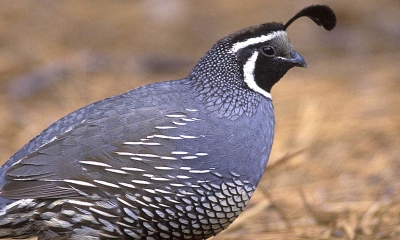 A male California quail. It is a dark bluish-gray color with a black face surrounded by white stripes. It has a black top knot hanging forward over its face.
