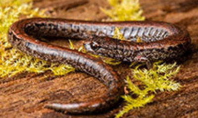 a California slender salamander rests on a red colored wooden background with light green moss around it. The salamander is reddish brown.