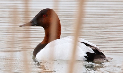 A canvasback duck swims away from the photographer