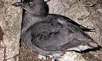 Cassin's auklet. It is a dark colored duck.