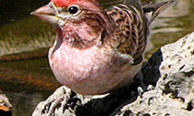 a cassin's finch