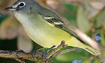 A close up image of a Cassins vireo bird perched in a tree. The bird has a yellow belly and medium-gray back.
