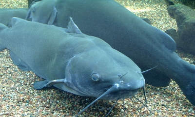 two channel catfish lay side by side on a sandy bottom
