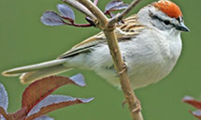 a chipping sparrow