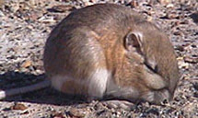 Chisel-toothed kangaroo rat