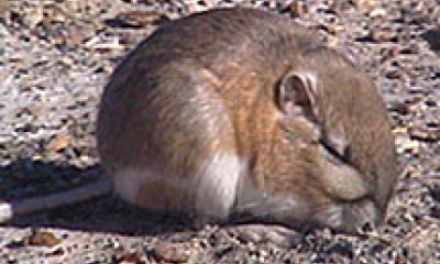 https://myodfw.com/sites/default/files/styles/400x240/public/chisel-toothed_kangaroo_rat_wikipedia.jpg?itok=E7iKn7Xs