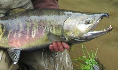 a fly-fisher holds a chum salmon out of the water. The fish is green and red with a hooke snout indicating it is a spawning male