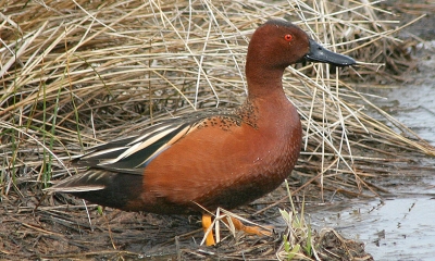 A cinnamon teal stands on the edge of a pond. He is rust colored on the front and sides with a red eye. His back is brown with white and black markings