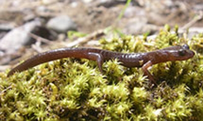A clouded salamander walks across moss. The salamander is a dark pink/brown color and appears tiny.