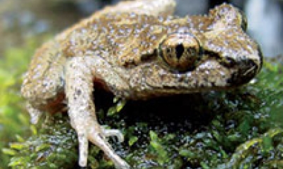 A coastal tailed frog sits on the mossy ground looking into the camera. It is brown with a black stripe through its golden eye.