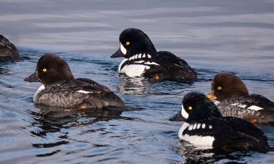 3 female and 2 male common goldeneyes swim together