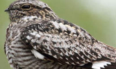 A common nighthawk sits on a wooden fence pole