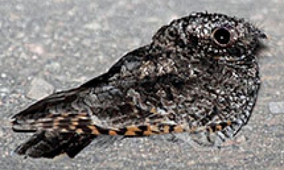 A common poorwill bird sits in sand