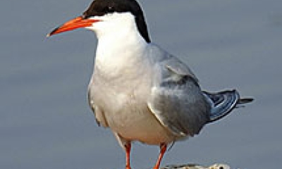 a common tern