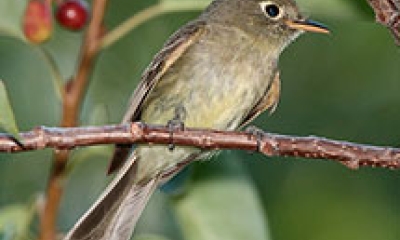A cordilleran flycatcher sits in a bush. The bird is a gray-brown color with a white outline around its eye.