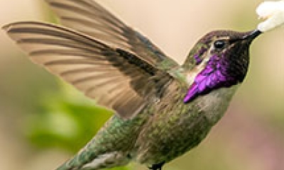 Costas hummingbird drinks from a white flower. The bird is green with a fuchsia chin and throat