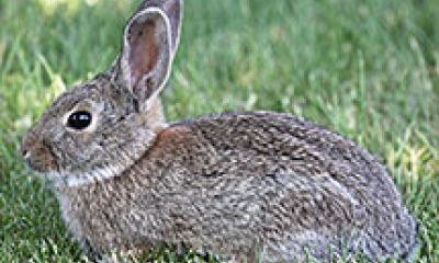 A cotton tail rabbit sits in green grass