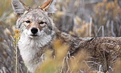 A coyote walking through a field of tall brush looks toward the camera.