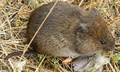 A creeping vole. It is reddish brown on the head with gray grays mixed throughout the body
