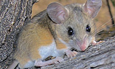 a deer mouse looks into the camera. It is orangish-gray on the body with large ears and a white belly