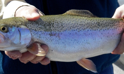 Rainbow trout  Oregon Department of Fish & Wildlife