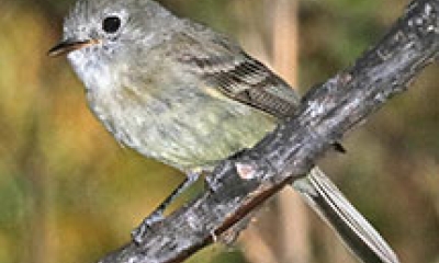 A dusky flycatcher sits on a branch. The bird is mostly gray with some black on the wings and tail.