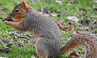 An eastern fox squirrel sits on the ground holding something between its paws