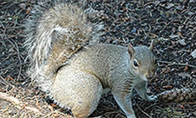 an eastern gray squirrel stands on the ground