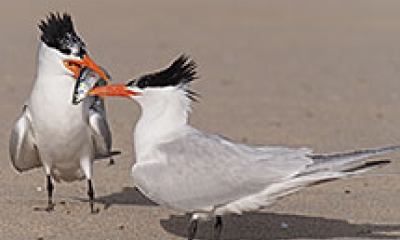 Two elegant tern birds stand in the sand. Each has a small silver fish in its orange beak.