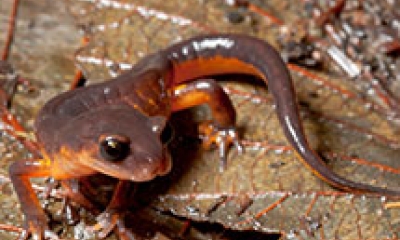 An ensatina salamander stands on wet fallen leaves. The salamander is a dark purple color on top and red-orange underneath