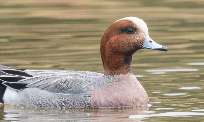 A Eurasian wigeon duck swims by