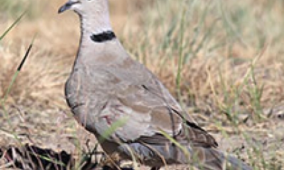 A Eurasian dove stands on the ground. The dove is grayish-brown with a black patch on it's back at the base of the neck.