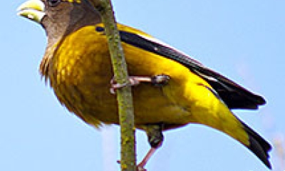 an evening grosbeak bird stands on a branch. The bird's underside is a yellow