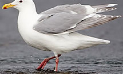 A glaucous gull stands in a receding tide