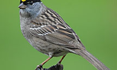 a golden-crowned sparrow