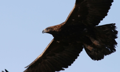 a flying golden eagle