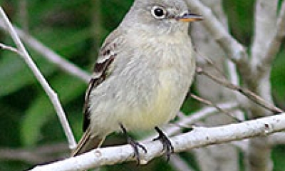 A gray flycatcher sits on a branch. The bird is an ash gray color with some yellow on the belly.