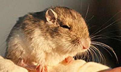 A great basin pocket mouse