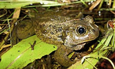 A great basin spadefoot toad is sitting in shallow water with grass underneath it. The toad is dark green with large eyes and bumpy skin.