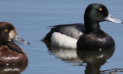 Greater scaup pair