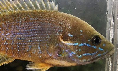 A green sunfish in a clear fish tank. The fish is greenish-brown with opal blue accents throughout.