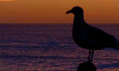 Gull at sunset