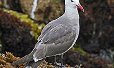 a Heermann's gull stands on rocks covered in algea