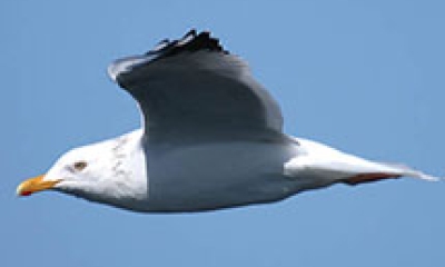 A herring gull flies by